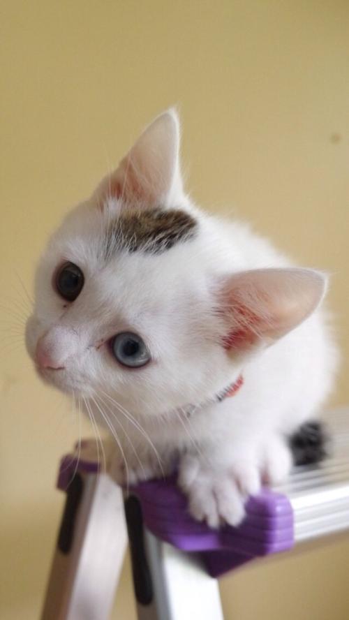 ɽһС5δůνģ31չů